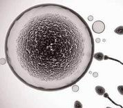 在海口市做试管婴儿长方案周期需要多久？超长方案促排流程是怎么样的？